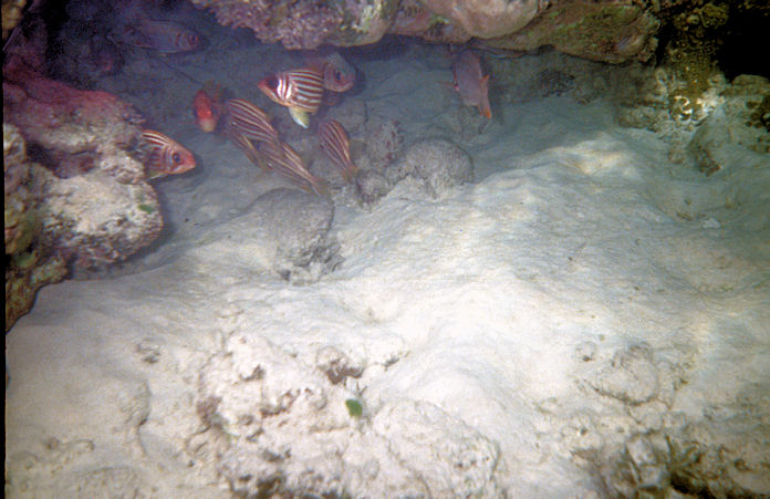 Seychellen Unterwasser-023.jpg